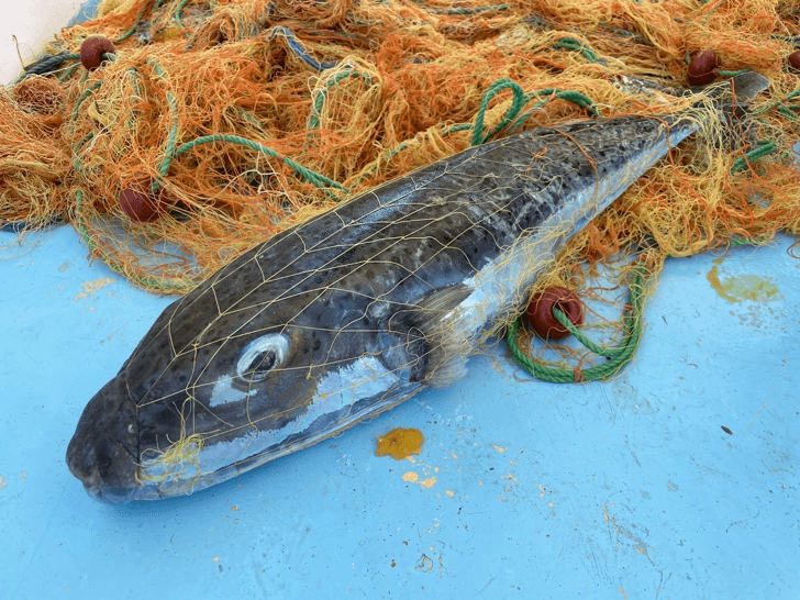 Blue Life Hub · Innovative business strategy to face the pufferfish invasion
